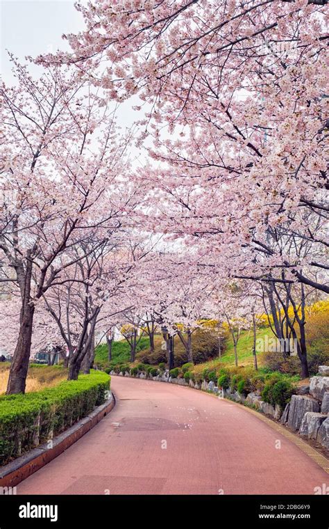 Blooming sakura cherry blossom alley in park in spring, Seokchon lake ...