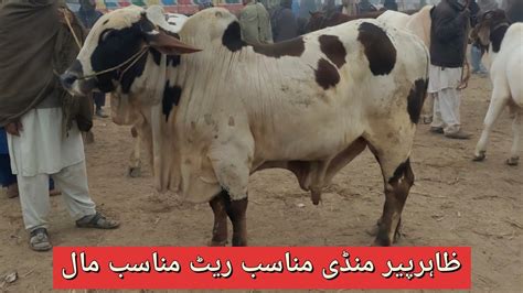 Zahir Pir Mandi Munasib Rate Munasib Mall Sultan Goat Farm Zeeshan