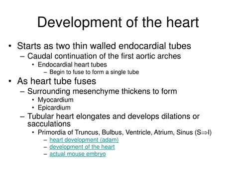 Ppt Development Of The Cardiovascular System Powerpoint Presentation