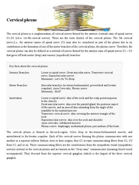 cervical plexus  neck nervous system