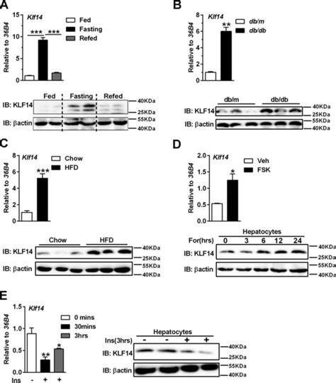 The KLF14 Transcription Factor Regulates Hepatic Gluconeogenesis In