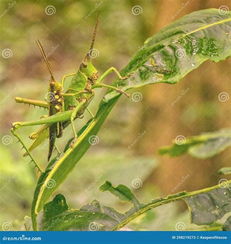 Grasshoppers Are Mating On A Green Leaf Royalty-Free Stock Photography