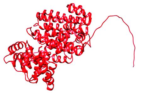 Three Dimensional Protein Model Of AmDG2 Predicted By AlphaFold2 Which