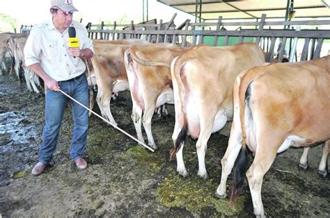 Mejoramiento genético en Jersey ABC Rural ABC Color