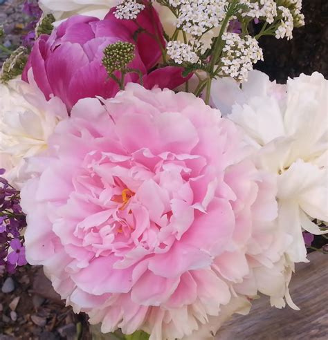 peony care for beginners | Peony care, Growing peonies, Peonies