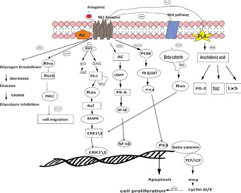 Figure 1 From A Comprehensive Review On Neurokinin 1 Receptor