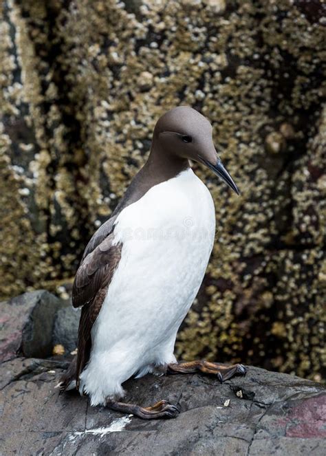 Guillemot, Sea Bird, Farne Islands. Northumberland. England, UK. Stock ...