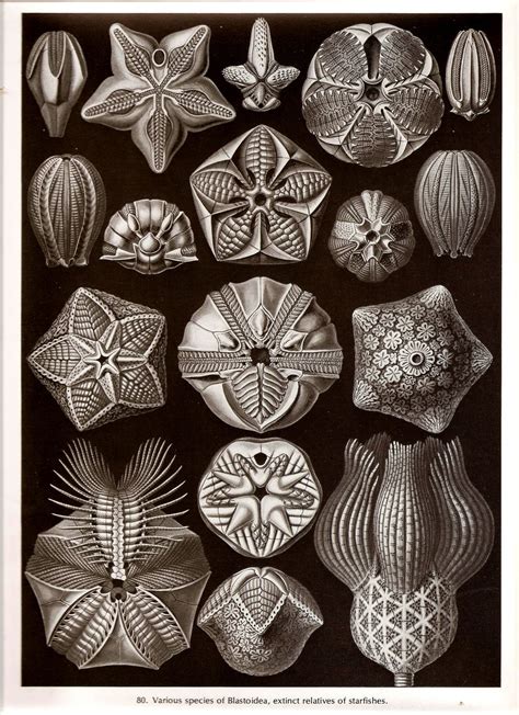 Ernst Haeckel Quotes. QuotesGram