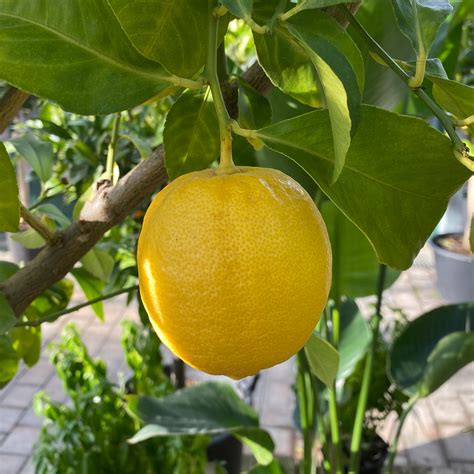 CITRUS LIMON LIMONERO Viveros Peña Centro jardinería plantas y