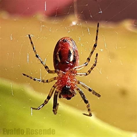 Insetologia Identifica O De Insetos Aranha Alpaida Em S O Paulo