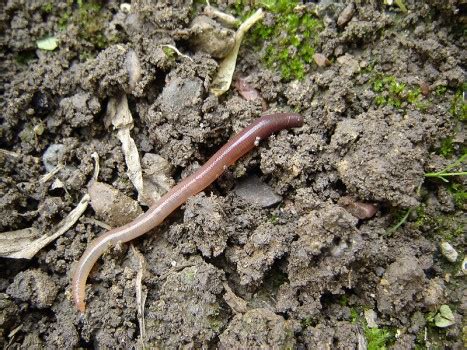 Why do earthworms come out after rain? – Kiwi Conservation Club