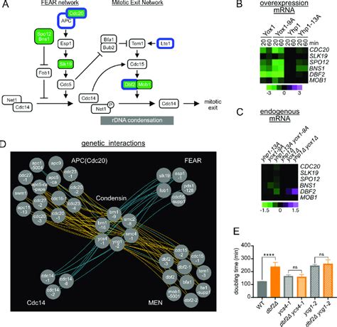 Increased Repression Of Mitotic Exit Genes By Yhp A Yox A Improves