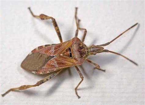 Fall Bugs That Are Invading Your Homeand What To Do About Them