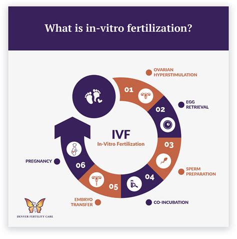 Ivf Englewood Co Denver Co In Vitro Fertilization Denver