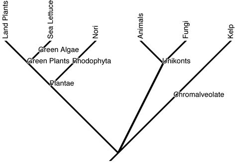 Phylogenetic tree view | The Botanist in the Kitchen