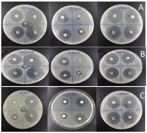 Plant Mediated Synthesis Of Silver Nanoparticles And Its Antibacterial