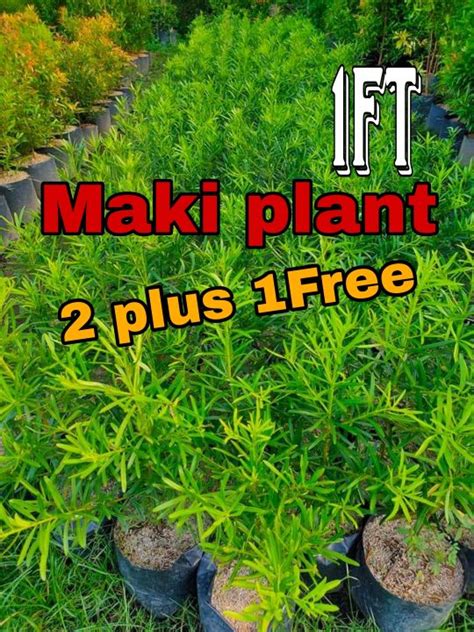 Poducorpus Maki Plant 1ft Magandang Pangbakod Lazada Ph