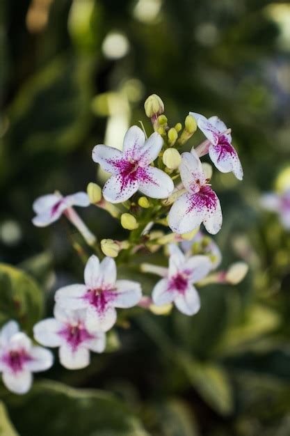 Premium Photo | Beautiful lilac and white flowers