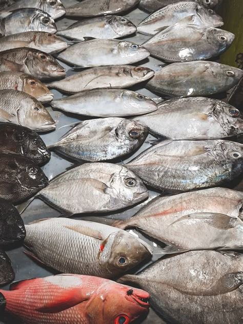 Ikan Dekat Pasar Nama Karen Peters