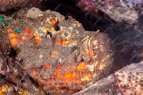 Premium Photo | A poisonous stonefish rests on a reef waiting to ambush any small fish that ...