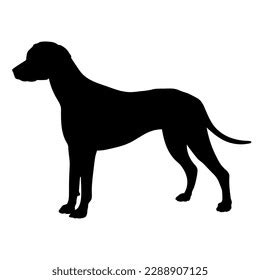 Pointer Dog Silhouette Pet Animal Vector Stock Vector (Royalty Free) 2288907125 | Shutterstock