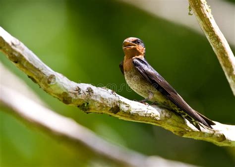 Pacific Swallow Hirundo Tahitica Small Passerine Bird In The Swallow