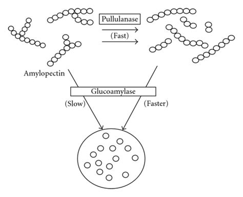 Effect Of Pullulanase During Saccharification Modified From 11