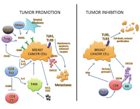 Immune Cells Infiltrating Breast Cancer Play A Dual Role Promoting