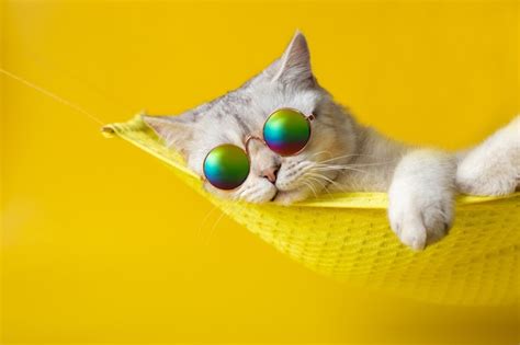 Retrato De Adorable Gato Blanco Con Gafas De Sol En Una Hamaca De Tela