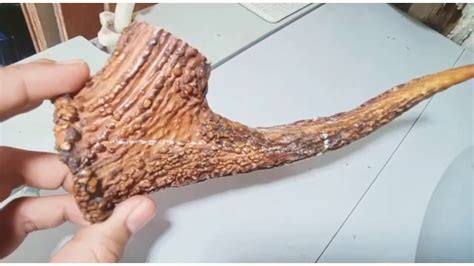 Make A Smoking Pipe Out Of Deer Antlers Tutorial Pembuatan Pipa