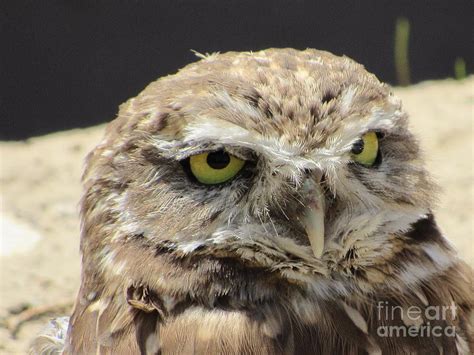 Burrowing Owl Photograph By Cindy Fleener Fine Art America