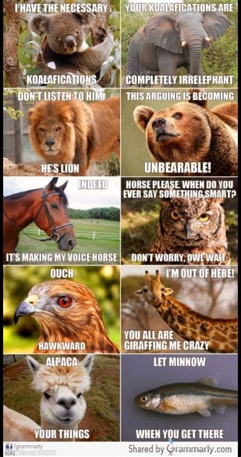 Funny Animal Pictures Jokes