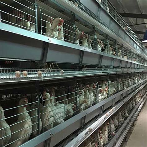 Modern Poultry House For Layer Battery Cage System Livi