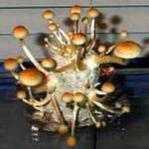 MAZATAPEC Cubensis Mushroom Spore Syringe – Premium Spores