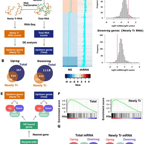 Identification Of The Transcriptional Component Of The Hypoxia Induced