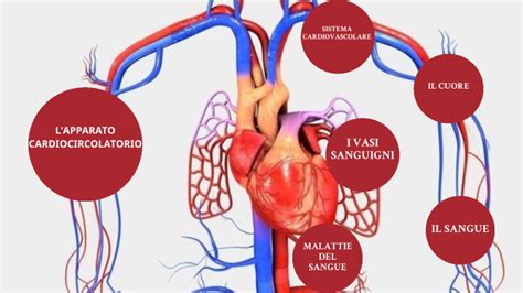 Apparato Cardiocircolatorio By Lavinia Licci On Prezi