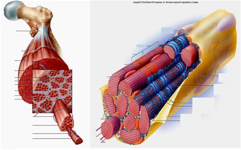 Muscular System Part 1 Gross Anatomy And Histology Diagram Quizlet