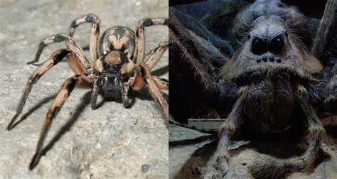 Furry 'Harry Potter' Spider Discovered in Mountain Burrow | Live Science