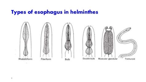 Strongyloides Stercoralis Drawing