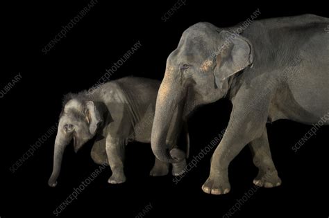 Indian elephant - Stock Image - F042/3263 - Science Photo Library