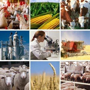 Conceptualizacion Agroindustria Y Su Importancia Agroindustria Su