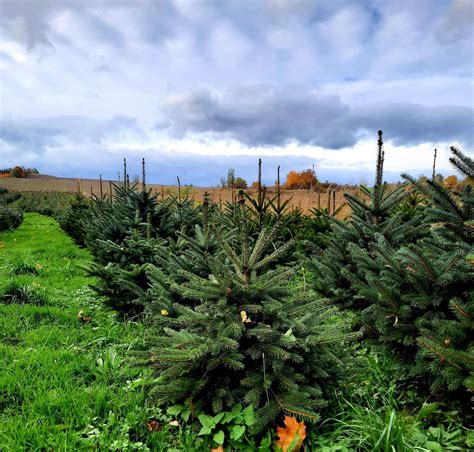 CHOINKI Sprzedaż hurtowa i detaliczna ŚWIERK z własnej plantacji