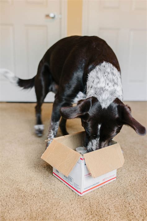 3 DIY Puzzle Toys For Dogs