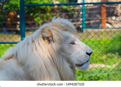 Portrait Very Rare Albino Lion Resting Stock Photo (Edit Now) 1494287105