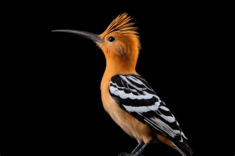 Premium Photo Eurasian Hoopoe Upupa Epops In The Wild