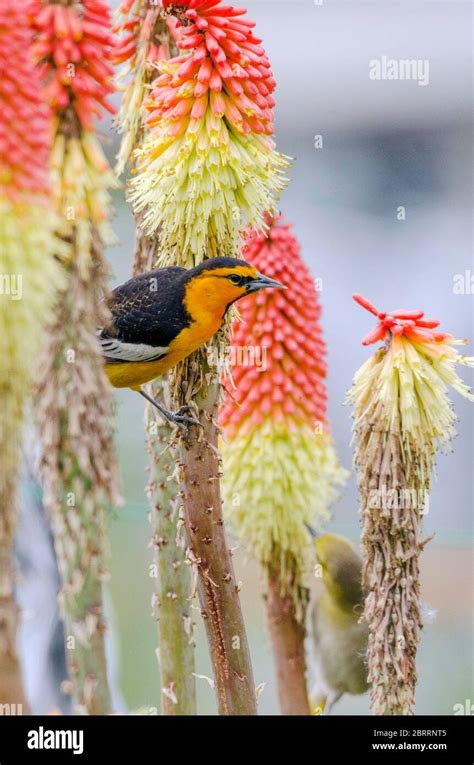 Bullocks orioles hi-res stock photography and images - Alamy