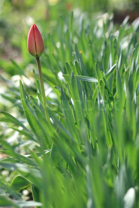 Das Foto Tulpe Knospe auf dem Hintergrund der grünen Blätter Stock