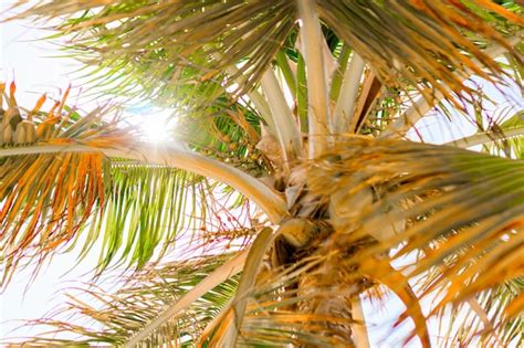 Premium Photo Low Angle View Of Palm Trees