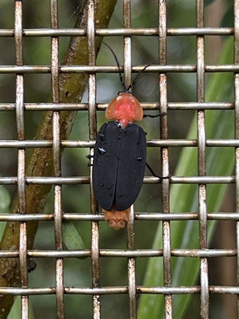 Pyrocoelia Atripennis In December By Nakatada Wachi Inaturalist