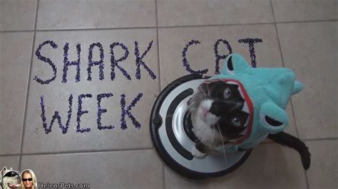 Shark Cat Week By Max Arthur The Roomba Driver Shark Cat Youtube